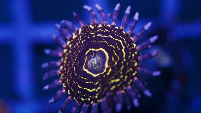 Macro shot of Stratosphere Zoanthus coral under actinic lighting, showing vivid purple skirts with a bright yellow ring and detailed polyp structure in reef aquarium