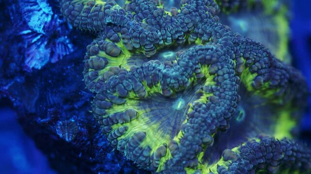 Macro shot of Blastomussa coral under actinic lighting, showing lime green flesh with faded blue outer edges and detailed textured polyps in reef aquarium