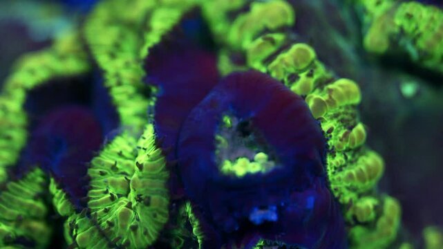Timelapse macro of Blastomussa coral feeding under actinic lighting, showing ultra green outer flesh with blue textures, exposing purple flesh with a deep blue glow effect during feeding