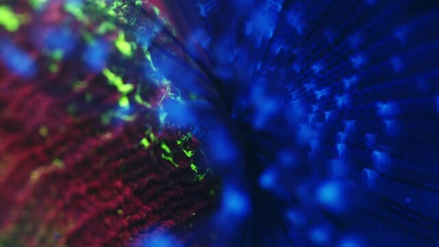 Macro shot of purple Sabellidae feather duster worm extending spiral crown from inside unidentified coral host under actinic lighting, showing fine radioles and delicate movement in reef aquarium.