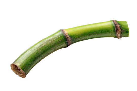 Green cane stalk segment isolated on transparent background
