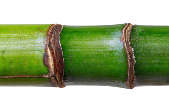 Green, segmented plant stem isolated on transparent background