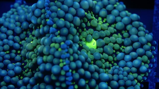 Close-up macro of Ricordea yuma coral under actinic light, highlighting bubble-like polyps transitioning from deep blue edges to blue-green near the bright green mouth in reef aquarium