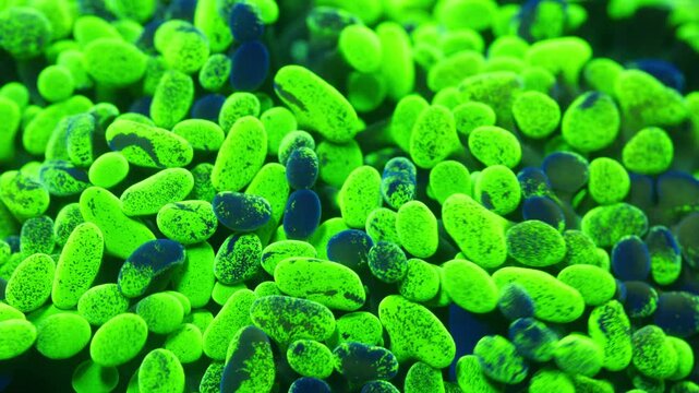 Macro shot of Paraancora coral under actinic lighting, showing bright green tentacle ends with deep blue speckles and irregular splotches across fleshy surface in reef aquarium