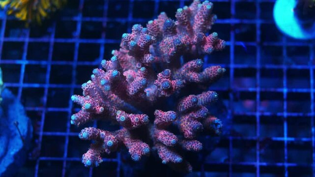 Close-up of Acropora millepora coral under actinic lighting, showing reddish-purple branches with dark purple tips and occasional teal ends in reef aquarium