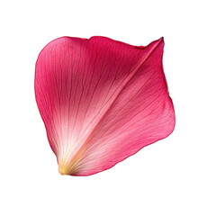 Single rose petal, pink isolated on transparent background