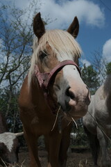 close up of a horse
