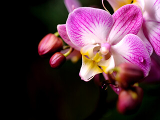 Beautiful pink orchid blossoms showcasing delicate petals with buds in a serene garden setting during early morning light