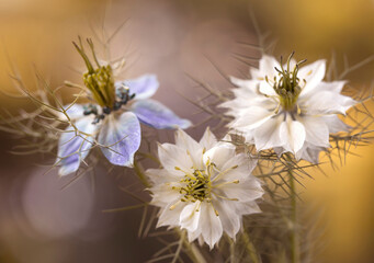 Zbliżenie, kwiaty Czarnuszki ( Nigella )