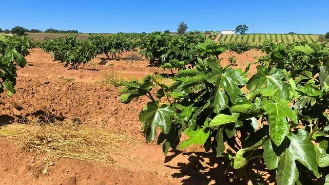 Higuera cultivo intensivo higos campo