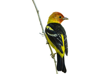 Western Tanager (Piranga ludoviciana), Photo, Perched on a Transparent Isolated PNG Background