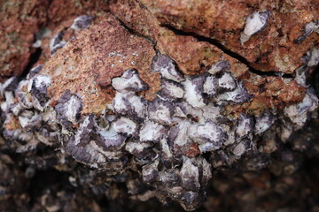 Close-up of a rock encrusted with oyster shells, showcasing the intricate textures and natural patterns formed by marine life,  Dimaniyat Islands, Oman