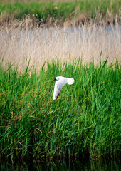 Black-headed gull flying sideways with wings spread downward, over an inland wetland