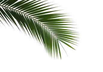 Obraz premium palm tree 