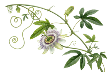 Detailed Watercolor Painting of Passion Flower Vine on Transparent Background,ai generated