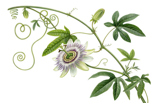 Detailed Watercolor Painting of Passion Flower Vine on Transparent Background,ai generated