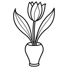 tulip flower
