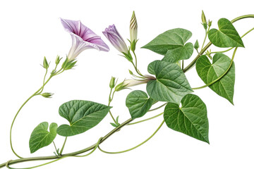Elegant Purple Morning Glory Vine with Lush Green Leaves on Transparent Background,ai generated