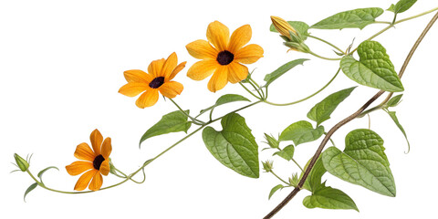 Elegant Yellow Thunbergia Alata Vine with Flowers on Transparent Background,ai generated