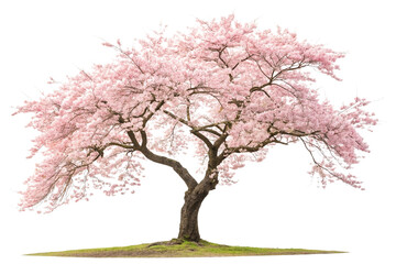 Fototapeta premium Full Bloom Pink Cherry Blossom Tree on Transparent Background,ai generated