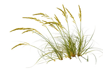 Obraz premium Golden Grass Blades with Delicate Seed Heads on Transparent Background,ai generated