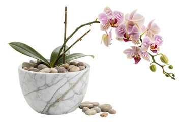 Obraz premium Graceful Pink and White Phalaenopsis Orchid in Stylish Marble Pot on Transparent Background ,ai generated