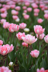 pink tulip flowers in flower bed, growing beautiful flowers, gardening concept, nature background