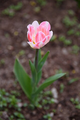 one lonely pink tulip flower in flower bed, growing beautiful flowers, gardening concept, nature background