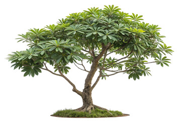 Isolated Lush Green Tree on Transparent Background for Design Projects,ai generated