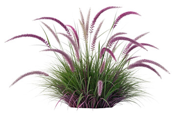 Fototapeta premium Isolated Purple Fountain Grass Bush for Decorative Use on Transparent Background ,ai generated