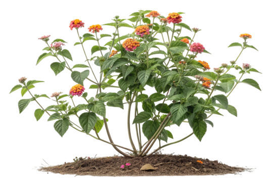 Lantana camara plant with orange and pink flowers on transparent background,ai generated