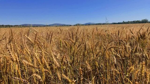 Trigal de trigo en viento suave, dorado 