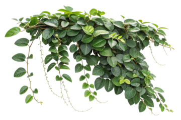 Lush Green Climbing Plant with Hanging Vines on Transparent Background,ai generated