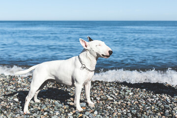 white dog bull terrier stands proudly on pebble beach with sea. dog has its eyes closed face turned...