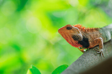 Vivid orange-throated garden lizard in close-up, crystal-clear eyes, soft green bokeh—perfect for commercial and editorial use.
