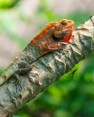 Bright orange-neck garden lizard close-up with sharp eyes and green blurred background—ideal for nature, wildlife, and educational projects.