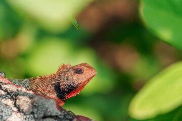 Striking orange-necked lizard close-up with detailed eyes and blurred green backdrop—ready for...