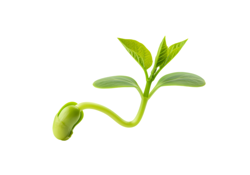 Seed Sprout: Stock Photo