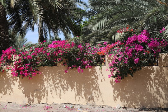 Abundant bougainvillea flowers in vibrant bloom spilling over a concrete fence, with lush green palm trees rising in the background, Oman