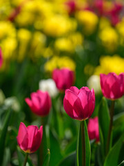 Fototapeta premium red and yellow tulips