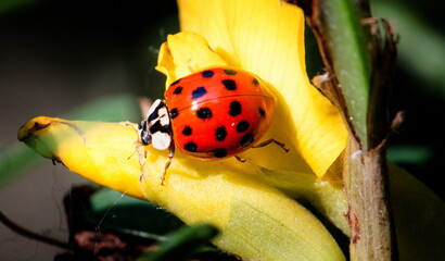 ladybird on yellow flower