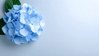 青みがかったグレーのマットテクスチャーを背景に、柔らかい光が一輪のアジサイに優しい陰影を作り出す静寂な一瞬