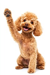 Playful dog raising a paw.  A light brown poodle sits, playfully raising one paw in the air.  Its mouth is open in a happy expression, and its fur is neatly trimmed