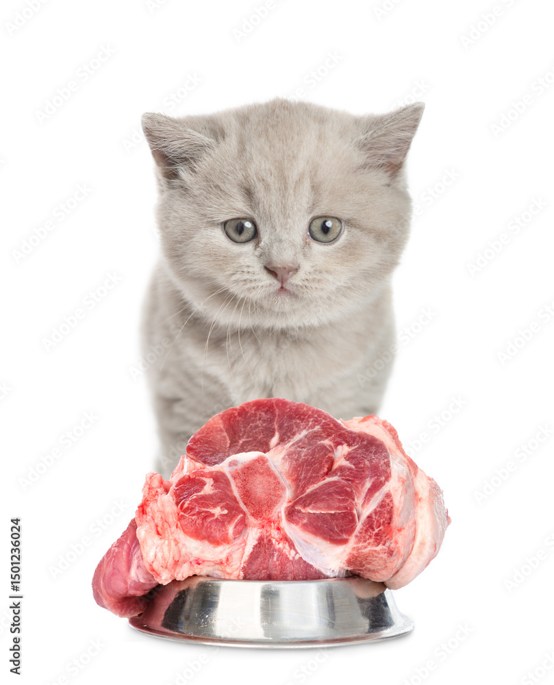 Poster tiny gray kitten stands with bowl of raw meat. isolated on white background
