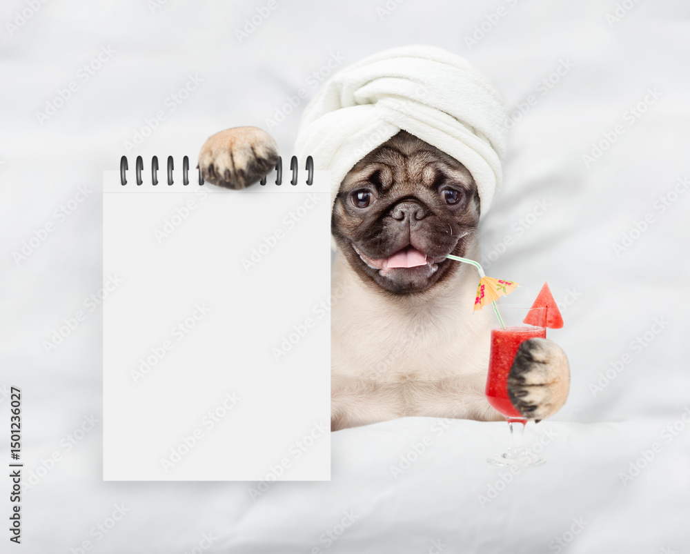 Poster funny pug puppy holds watermelon cocktail and relaxing on the bed at beauty salon and showing empty 