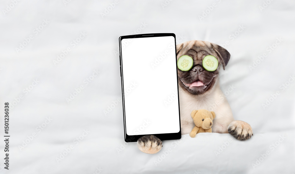 Fototapete funny pug puppy with pieces of cucumber on his eyes relaxing with toy bear on the bed at home and sh