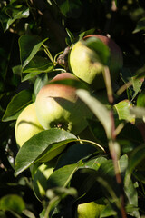 Healthy Organic Pears in the Basket. Selective focus