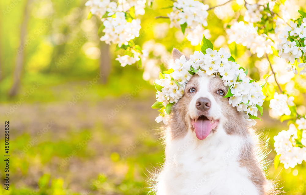 Poster portrait of a happy border collie puppy wearing wreath of apple blossoms at sunny spring park. empty