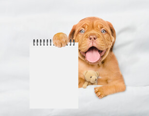 Happy Mastiff puppy lying with toy bear on a bed at home and showing blank list in it paw. Top down...