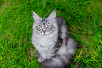 Adult maine coon cat sitting on green summer grass and looking up at camera. Top down view